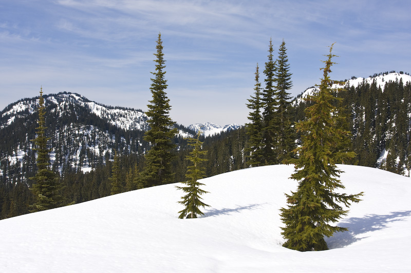 Sub-Alpine And Skyline Ridge